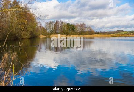 North Cave Wetlands, réserve naturelle du Yorkshire de l'est et abritant de nombreuses espèces d'oiseaux et de mammifères. Un jour clair en hiver avec des roseaux dorés et réf Banque D'Images