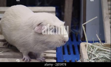 Hamster blanc. Petit hamster pour animaux sur cage en plastique et en bois. La souris mange de l'herbe sèche ou de la nourriture pour animaux sur une boîte en bois. Un adorable petit animal coiffé. Jambon Banque D'Images