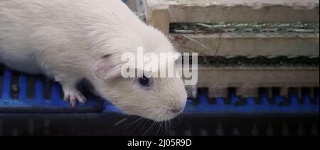 Hamster blanc. Petit hamster pour animaux sur cage en plastique et en bois. La souris mange de l'herbe sèche ou de la nourriture pour animaux sur une boîte en bois. Un adorable petit animal coiffé. Jambon Banque D'Images