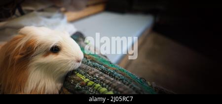 Hamster blanc. Petit hamster pour animaux sur cage en plastique et en bois. La souris mange de l'herbe sèche ou de la nourriture pour animaux sur une boîte en bois. Un adorable petit animal coiffé. Jambon Banque D'Images