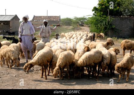 Amelli; Gujarat; inde : 20 septembre; 2009 : Berger indien d'Asie du Sud en robe traditionnelle avec herbe de mouton Banque D'Images