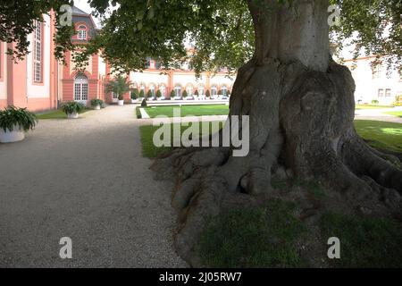 Vieux tilleul dans le jardin du château de Weilburg, Hesse, Allemagne Banque D'Images