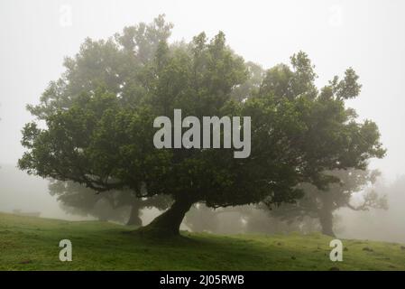 Paysage brumeux avec un énorme vieux Laurier en bois de rose (Ocotea foetens), recouvert de mousse et de fougère, dans l'ancienne forêt de Laurier de Fanal, Madère Banque D'Images