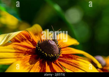 sauterelle reposant sur la fleur de rudbeckia dans le jardin Banque D'Images