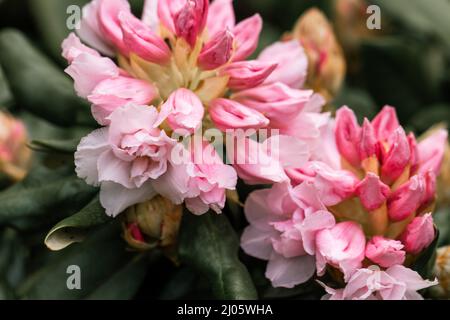 Rhododendron rhyakushimanum weissenteld fleurs doubles dans le jardin Banque D'Images