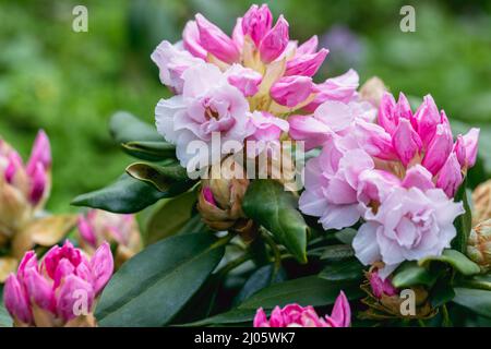 Rhododendron rhyakushimanum weissenteld fleurs doubles dans le jardin Banque D'Images