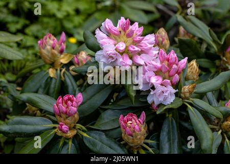 Rhododendron rhyakushimanum weissenteld fleurs doubles dans le jardin Banque D'Images