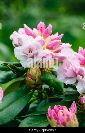 Rhododendron rhyakushimanum weissenteld fleurs doubles dans le jardin Banque D'Images