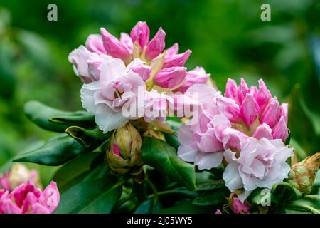 Rhododendron rhyakushimanum weissenteld fleurs doubles dans le jardin Banque D'Images