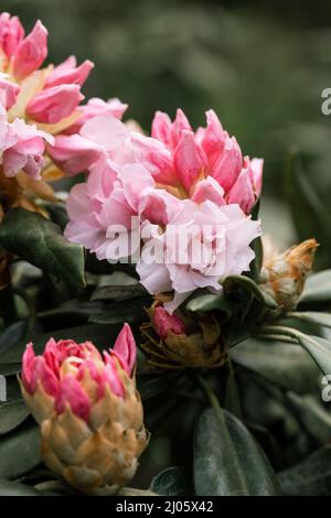 Rhododendron rhyakushimanum weissenteld fleurs doubles dans le jardin Banque D'Images