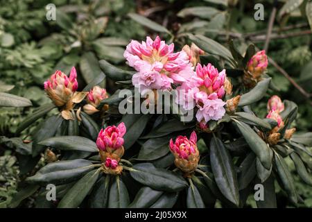 Rhododendron rhyakushimanum weissenteld fleurs doubles dans le jardin Banque D'Images