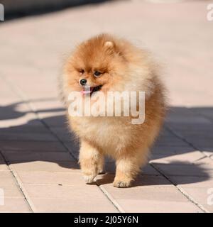 Un chien à poil rouge de la race de Poméranie marche le long des pavés sous le soleil éclatant. Banque D'Images