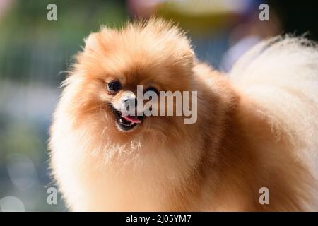 Joyeux chien de race de Poméranie sourit, en collant sa langue. Banque D'Images