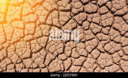 Les étés secs et chauds, le sol craqué, le sol sur le terrain avec quelques petites plantes vertes. Texture de la terre pendant la sécheresse. Soleil. Vue du dessus. Banque D'Images