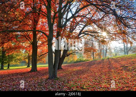 Paysage d'automne - éclat d'objectif créé par le soleil qui brille à travers des feuilles d'érable colorées. Fond naturel d'automne Banque D'Images