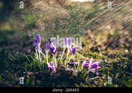 De beaux crocodiles sauvages dans un parc sous les rayons du soleil et l'eau pulvérisée. Rétroéclairage naturel. Fond floral printanier Banque D'Images