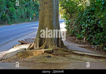 Racines d'arbres brisant le trottoir, Rio de Janeiro Banque D'Images