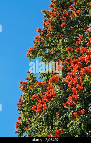 Fleurs de tulipes africaines (Spathodea campanulata), Ouro Preto, Brésil Banque D'Images