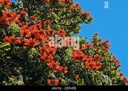 Fleurs de tulipes africaines (Spathodea campanulata), Ouro Preto, Brésil Banque D'Images