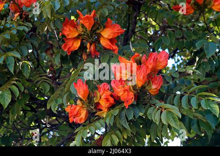 Fleurs de tulipes africaines (Spathodea campanulata), Ouro Preto, Brésil Banque D'Images