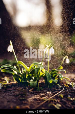 Des fleurs blanches en forme de goutte d'eau contre le coucher du soleil, rétroéclairées dans un parc au printemps. Magnifique printemps doux fond naturel Banque D'Images