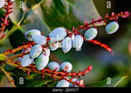 Le mahonia (Mahonia bealei) fleurit aux jardins de Bellingrath, le 4 mars 2022, à Theodore, Alabama. Banque D'Images