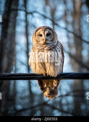 Un hibou barré est installé sur une ligne électrique près d'une route boisée en Caroline du Nord. Banque D'Images