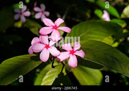 Arbuste Vinca ou Gardenia rose (Kopsia fruticosa) Banque D'Images