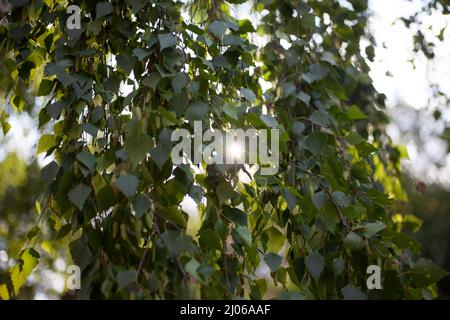 Feuilles de bouleau sur le fond des rayons du soleil. Arrière-plan des branches de bouleau. Beauté de la nature. Petites feuilles sur de longues branches. Banque D'Images