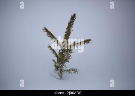 Le semis d'épinette pousse en hiver. Petit arbre sur fond blanc. Conifères plantés pour la restauration de la forêt. Plante un arbre sauver votre vie. Noël Banque D'Images