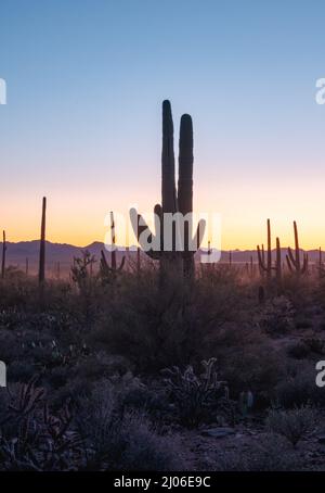 Silhouette de Saguaros au coucher du soleil à Tucson Banque D'Images
