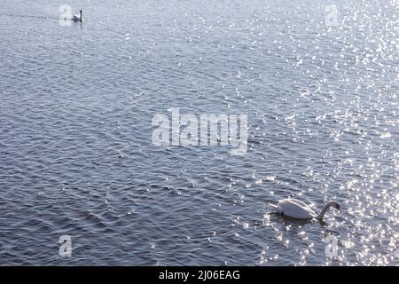 Helsinki, Finlande. 16th mars 2022. Des cygnes sont vus dans la mer à Kaivopuisto, Helsinki, Finlande, le 16 mars 2022. Credit: Matti Matikainen/Xinhua/Alamy Live News Banque D'Images