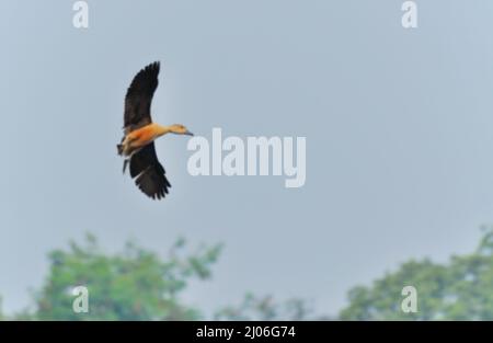 Image floue d'oiseau, canard à sifflement moindre -Dendrocygna javanica, également connu sous le nom de canard sifflant indien ou sarcelle à sifflement moindre, espèce de sifflement Banque D'Images