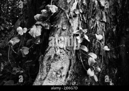 Image floue de noir et blanc nouvelles feuilles fraîches contre la texture du bois de tronc d'arbre. Arrière-plan naturel. Banque D'Images