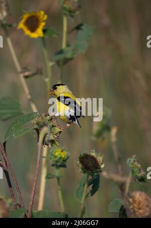 American Goldfinch perchée sur une plante de tournesol tout en mangeant des graines de tournesol. Photographié avec une faible profondeur de champ et un espace de copie. Banque D'Images