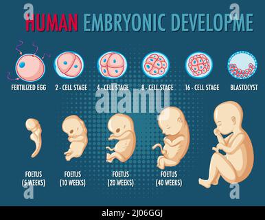 Illustration de l'infographie sur le développement embryonnaire humain Illustration de Vecteur