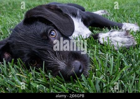 Temps de NAP dans l'herbe Banque D'Images