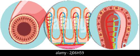 Schéma illustrant la structure du villosités intestinales Illustration de Vecteur
