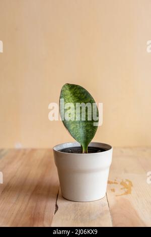 Sansevieria masoniana baleine plante succulente Banque D'Images