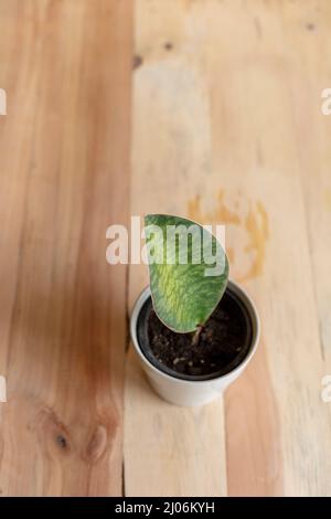 Sansevieria masoniana serpent plante tête de plan vue rapprochée Banque D'Images