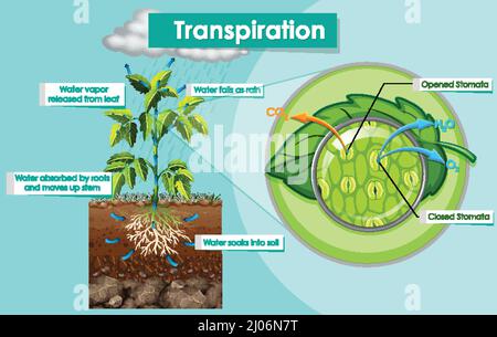 Illustration de la transpiration Illustration de Vecteur