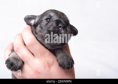 Un petit chiot nouveau-né sur la main du propriétaire. Un petit chiot grince, siffle sur un fond blanc. Soin des animaux. Journée nationale des chiots Banque D'Images