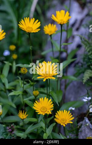 Buphthalmum salicifolium fleurit en montagne Banque D'Images