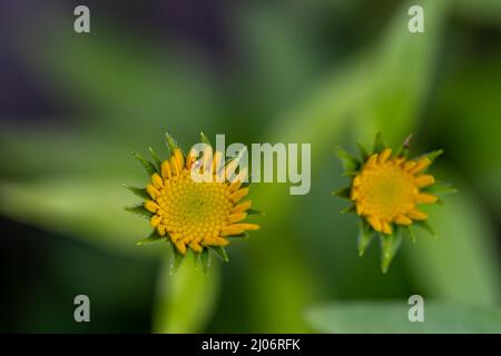 Buphthalmum salicifolium fleurit en montagne Banque D'Images