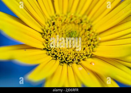 Buphthalmum salicifolium fleur en montagne, gros plan Banque D'Images