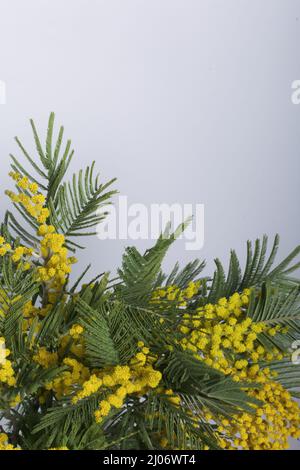 Bouquet de mimosa jaune. Sur fond blanc. Banque D'Images