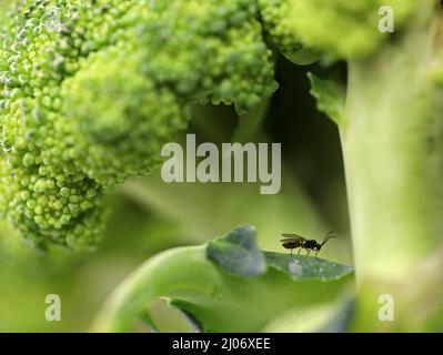 petite mouche dans le brocoli fleuret gros plan, image de concept d'insectes et de vermine dans les légumes Banque D'Images