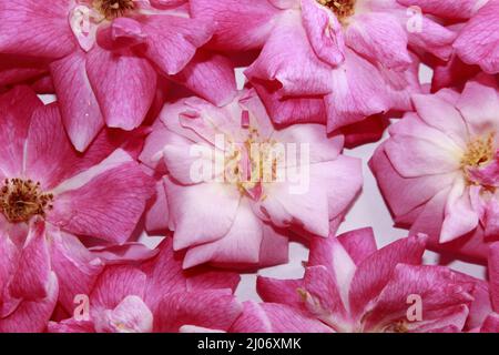pétales de rose frais disposés en arrière-plan.