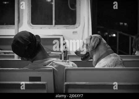 Un labrador Retriever observe son propriétaire endormi sur le ferry « kai to » entre Mui WO et Discovery Bay, île Lantau, Hong Kong, 2007 (monochrome) Banque D'Images