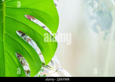 Beaucoup de plantes monstères variété delicas ou fromage suisse sur fond clair. Intérieur de la jungle domestique élégant et minimaliste. Maison jardin vert dans des pots au soleil Banque D'Images